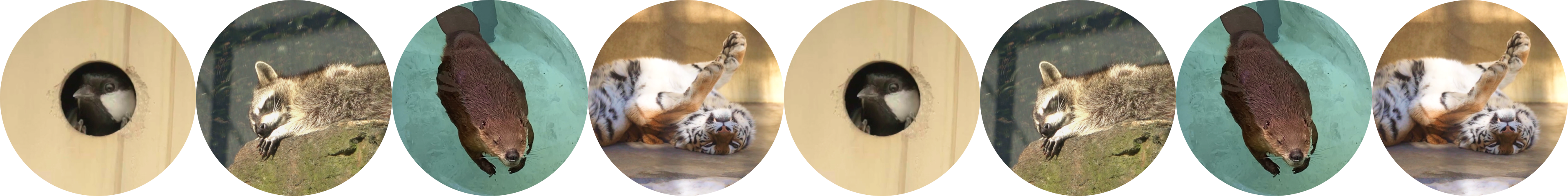 それはさておき、動物