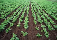 野菜農園の様子