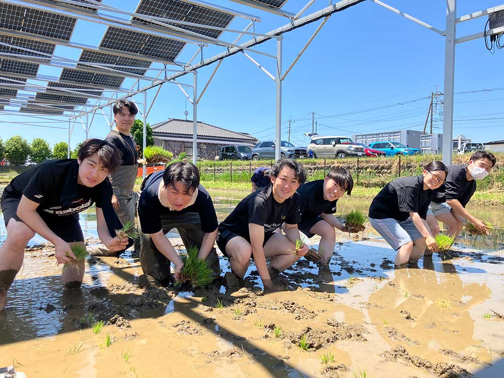 田植えの様子