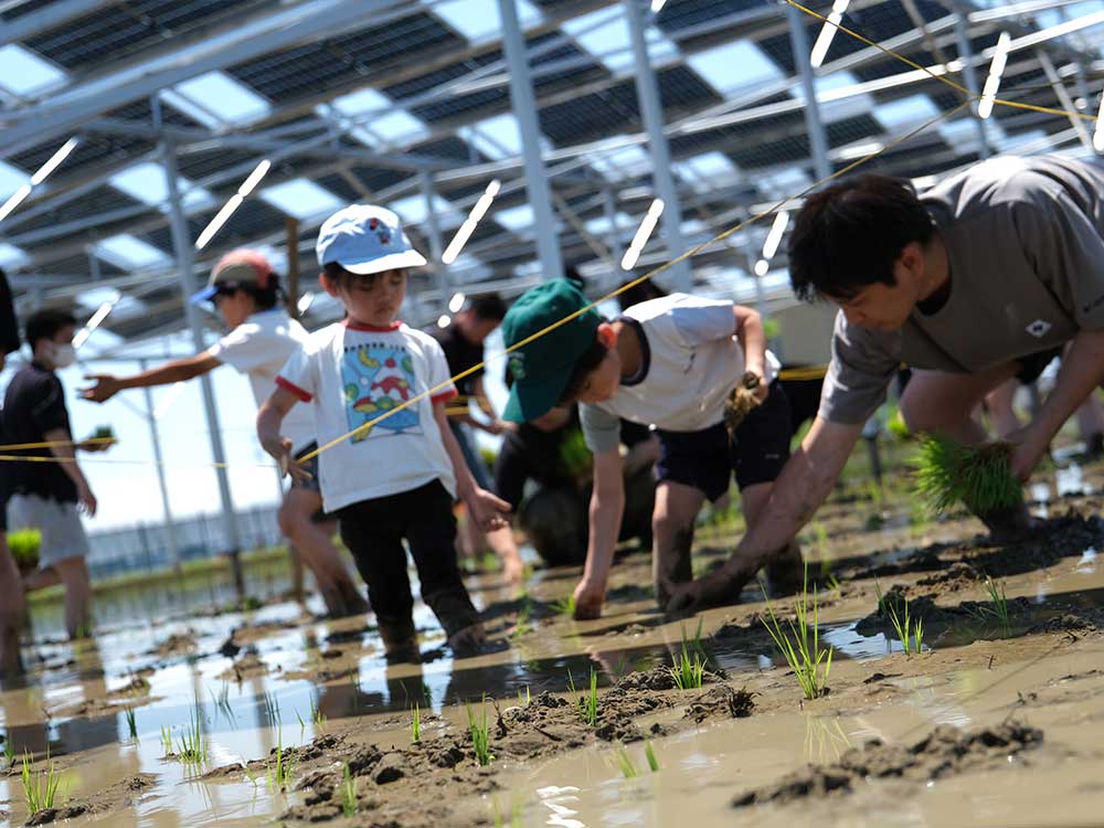 田植えの様子