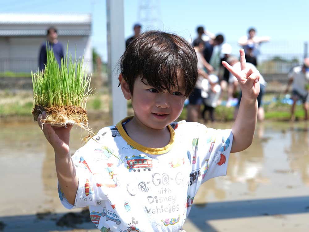 田植えの様子